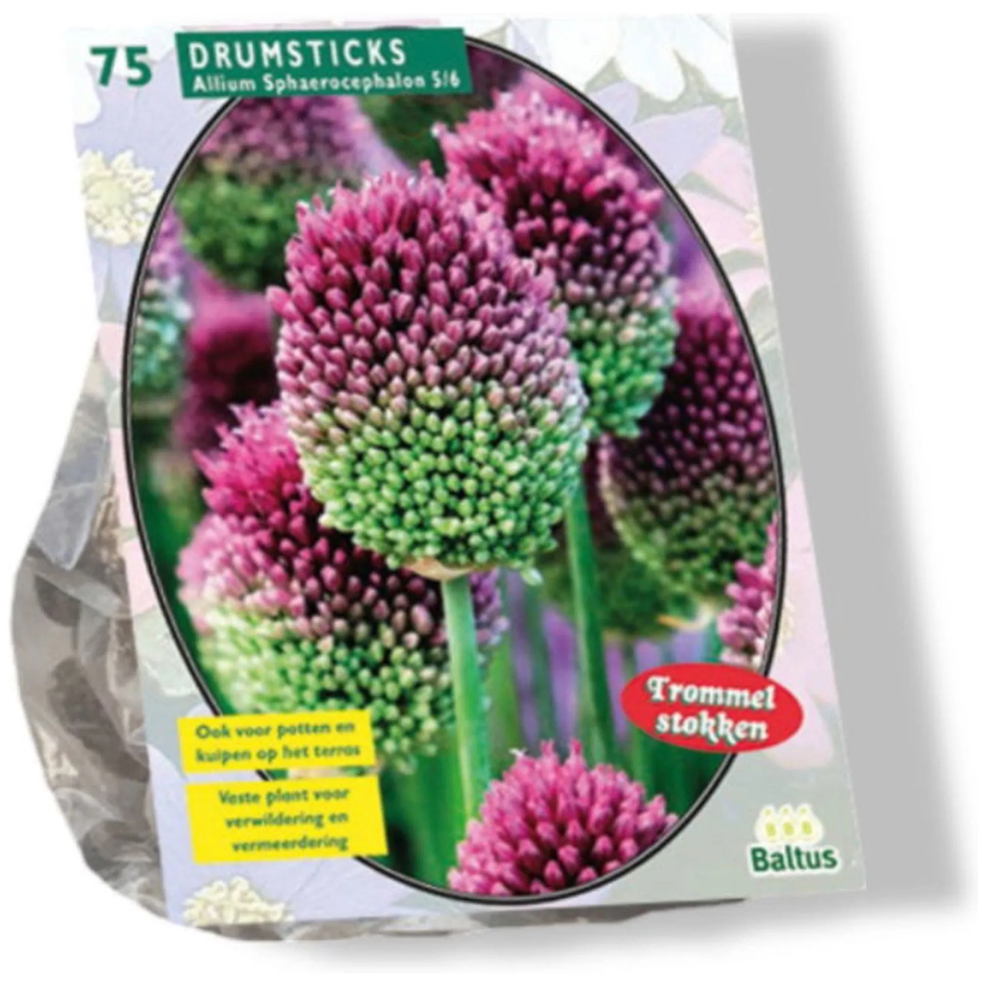 Allium Sphaerocephalon per 75