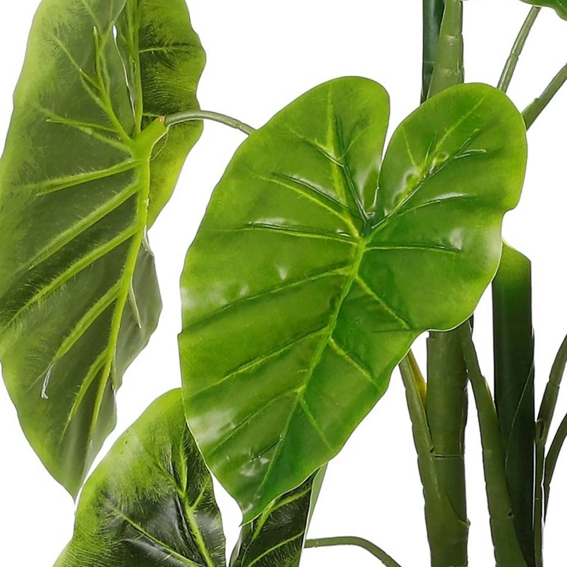 Alocasia in pot 100 cm
