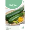 Courgette Black Beauty