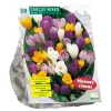 Crocus Grootbloemig mix per 30