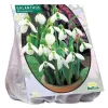 Galanthus Woronowii per 25