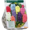 Hyacinth Mix per 9
