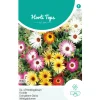 IJs- of middagbloem mix