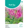 Kattensnor Rose Queen