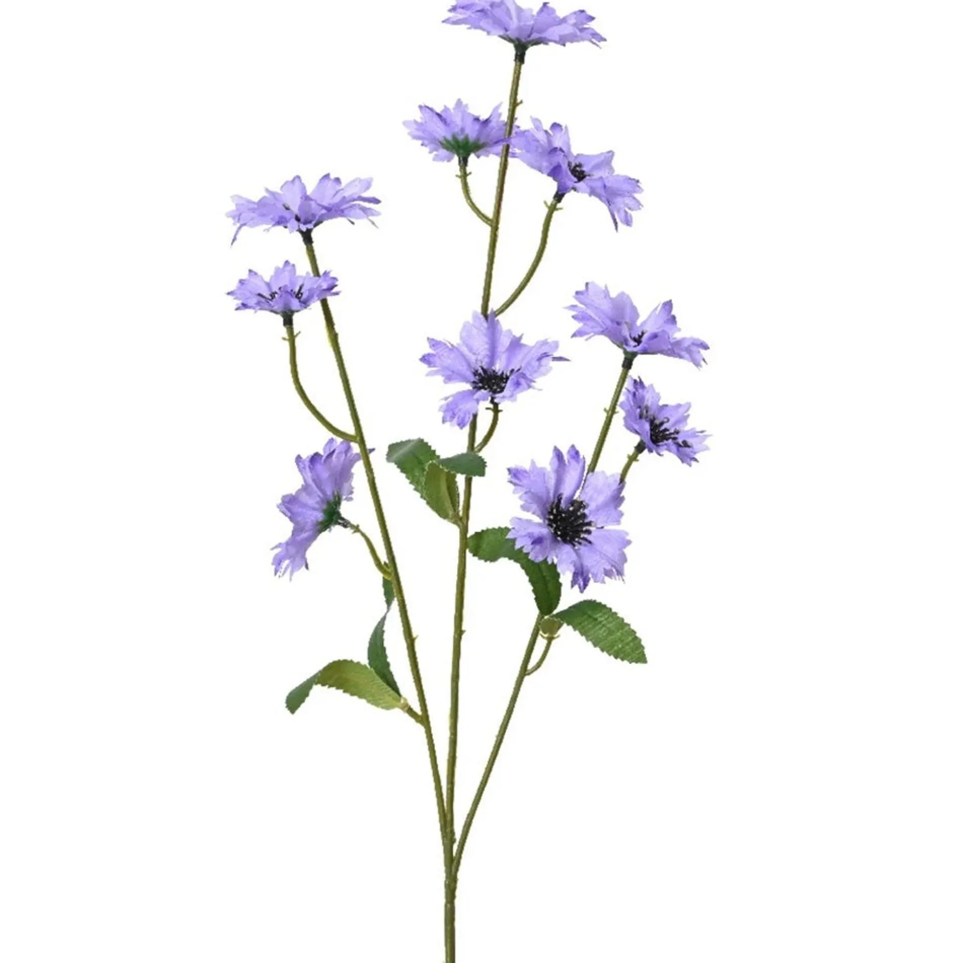 Korenbloem lila 75 cm