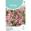 Kruipend Gipskruid roze