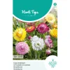 Lage strobloem Tom Thumb