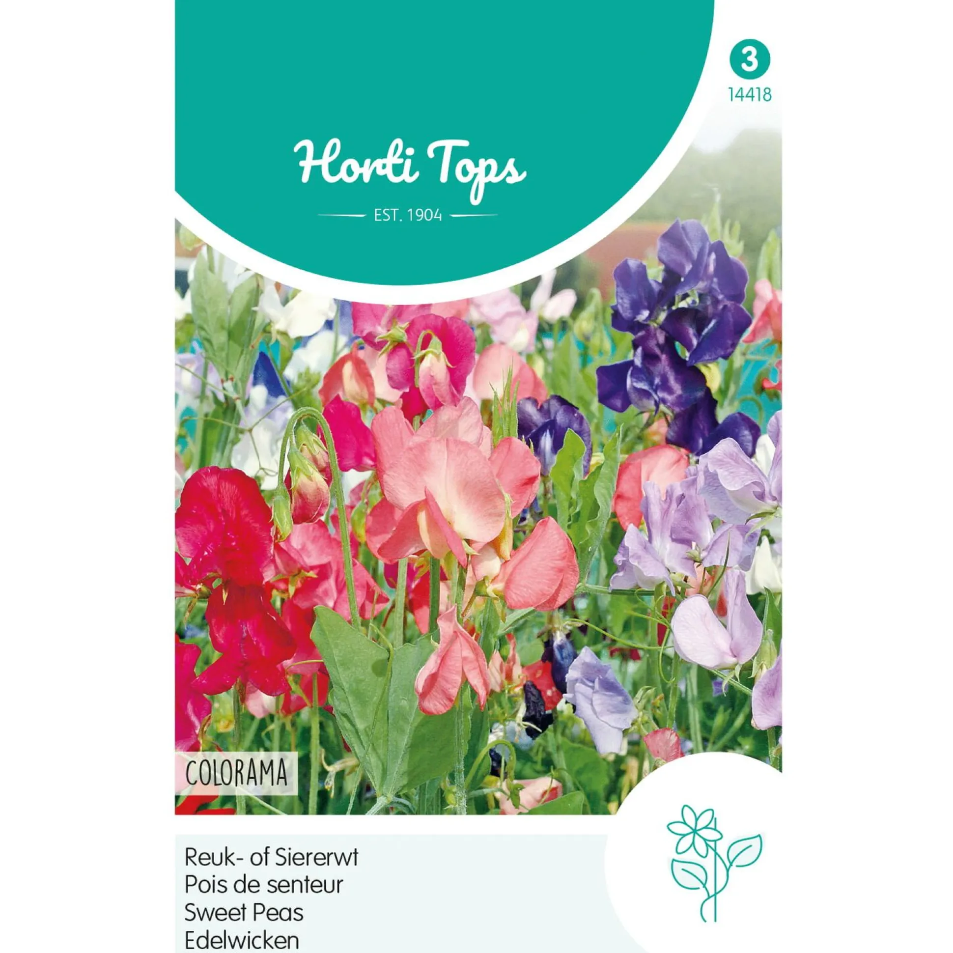 Lathyrus Colorama Mix