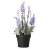 Lavendel in pot 25 cm 3 assorti