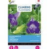 Leeuwenmuiltje Violet