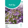 Lobelia Crystal Palace