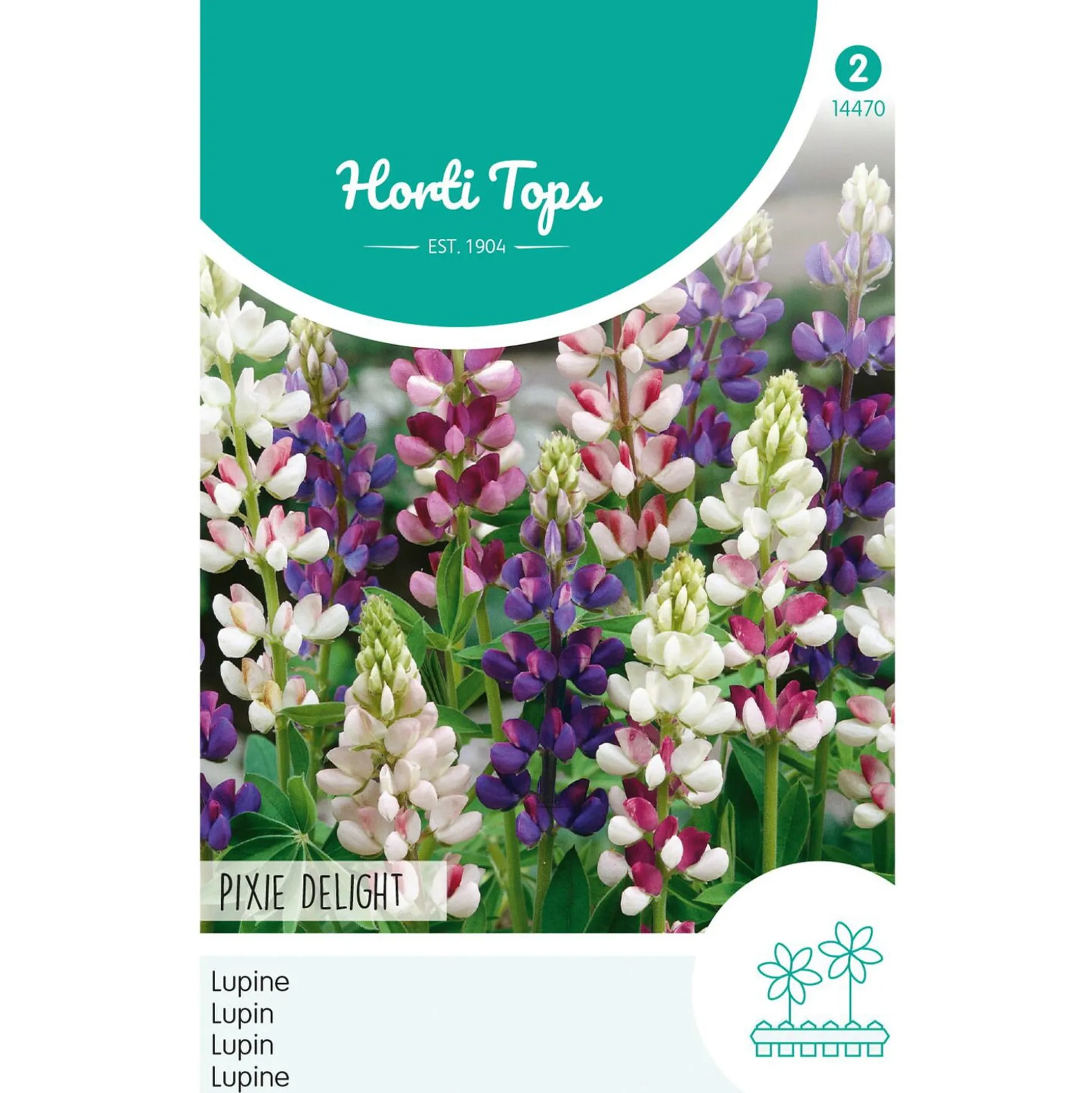 Lupine Pixie Delight mix
