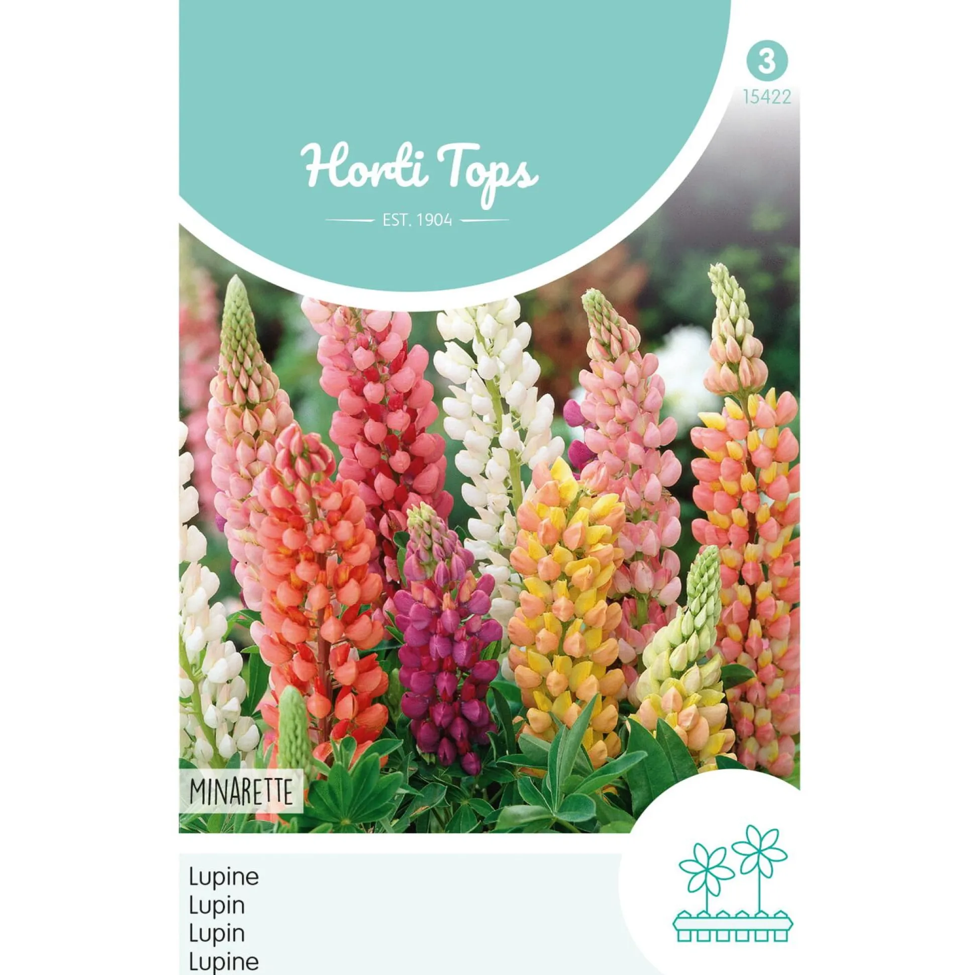 Lupinus Minarette mix