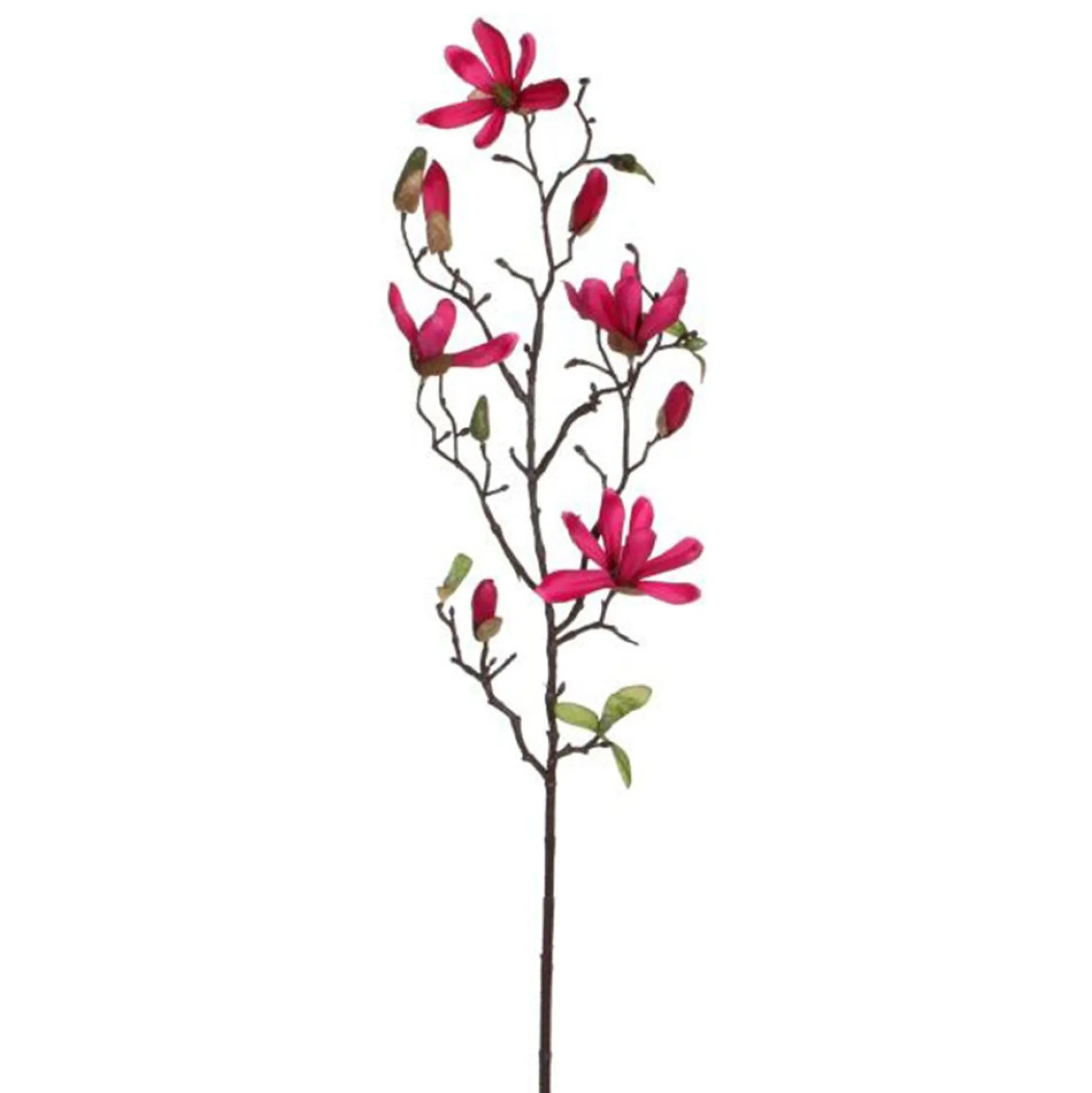 Magnolia donkerroze 75 cm