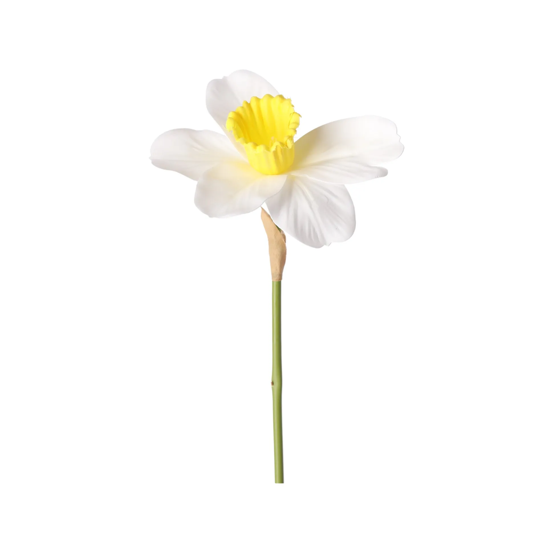 Narcis 39 cm