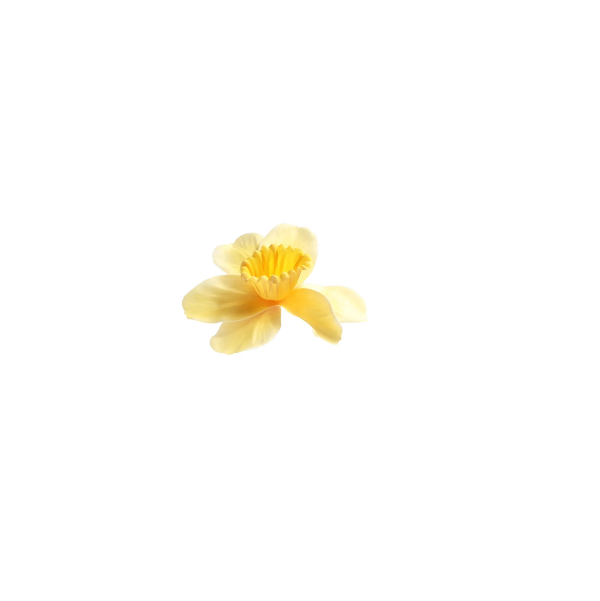 Narcis 39 cm