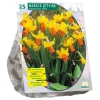 Narcis Mini Jetfire geel oranje per 25
