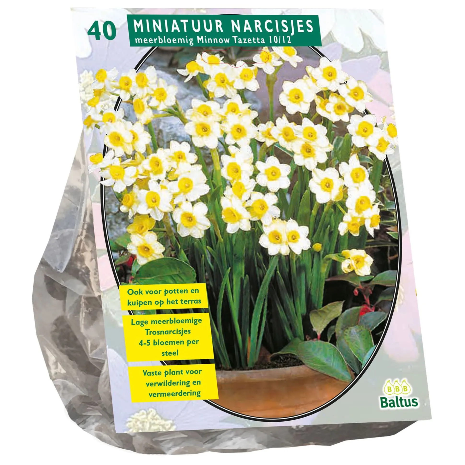 Narcis Mini Minnow per 40