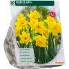 Narcis Trompet Geel per 15