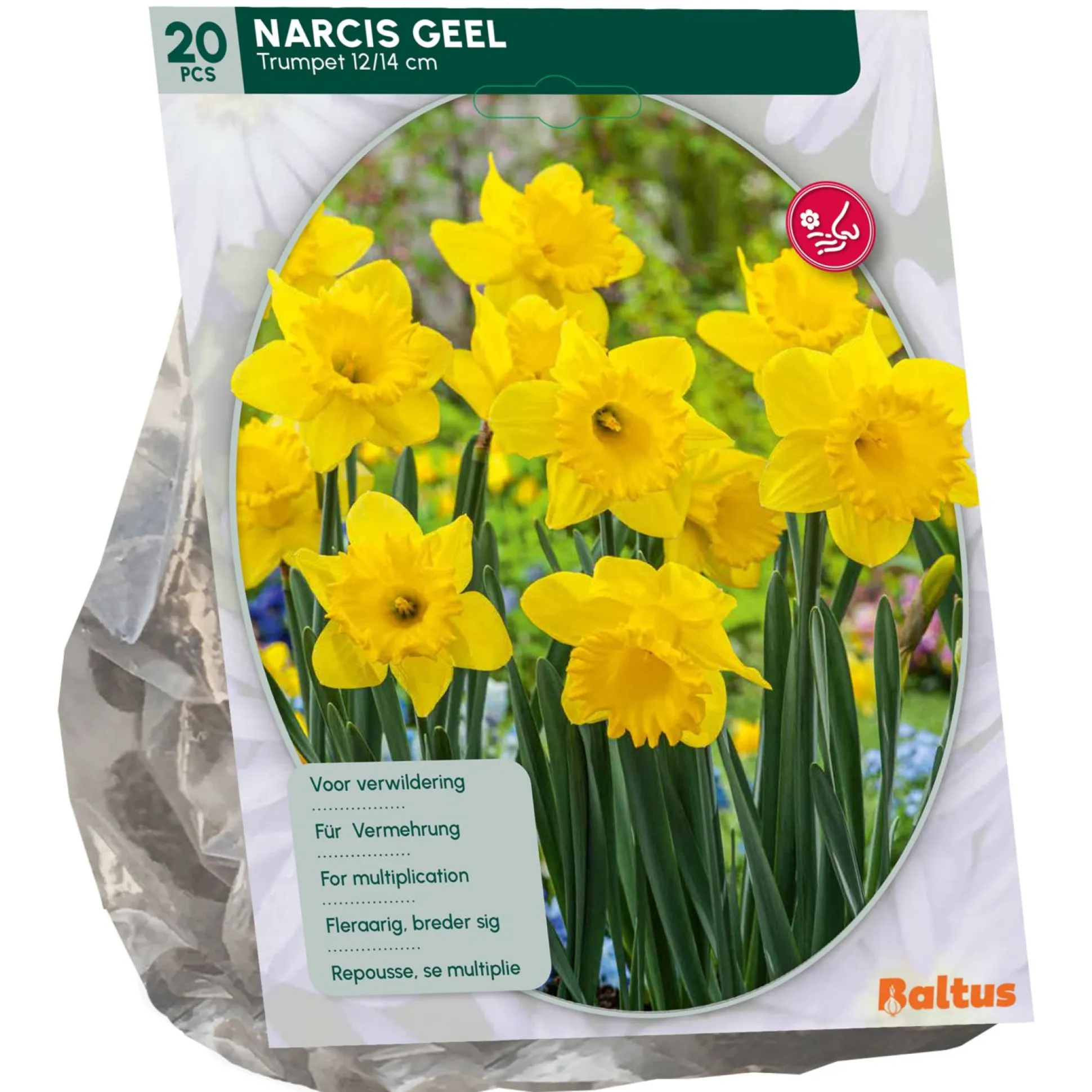 Narcis Trompet Geel per 15