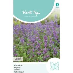 Nepeta kattenkruid