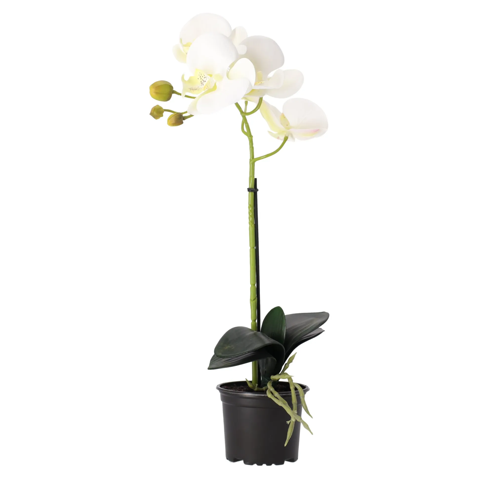 Orchidee 38 cm wit