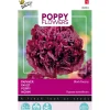 Papaver Black Paeony