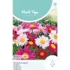 Perzische margriet Robinson Giants