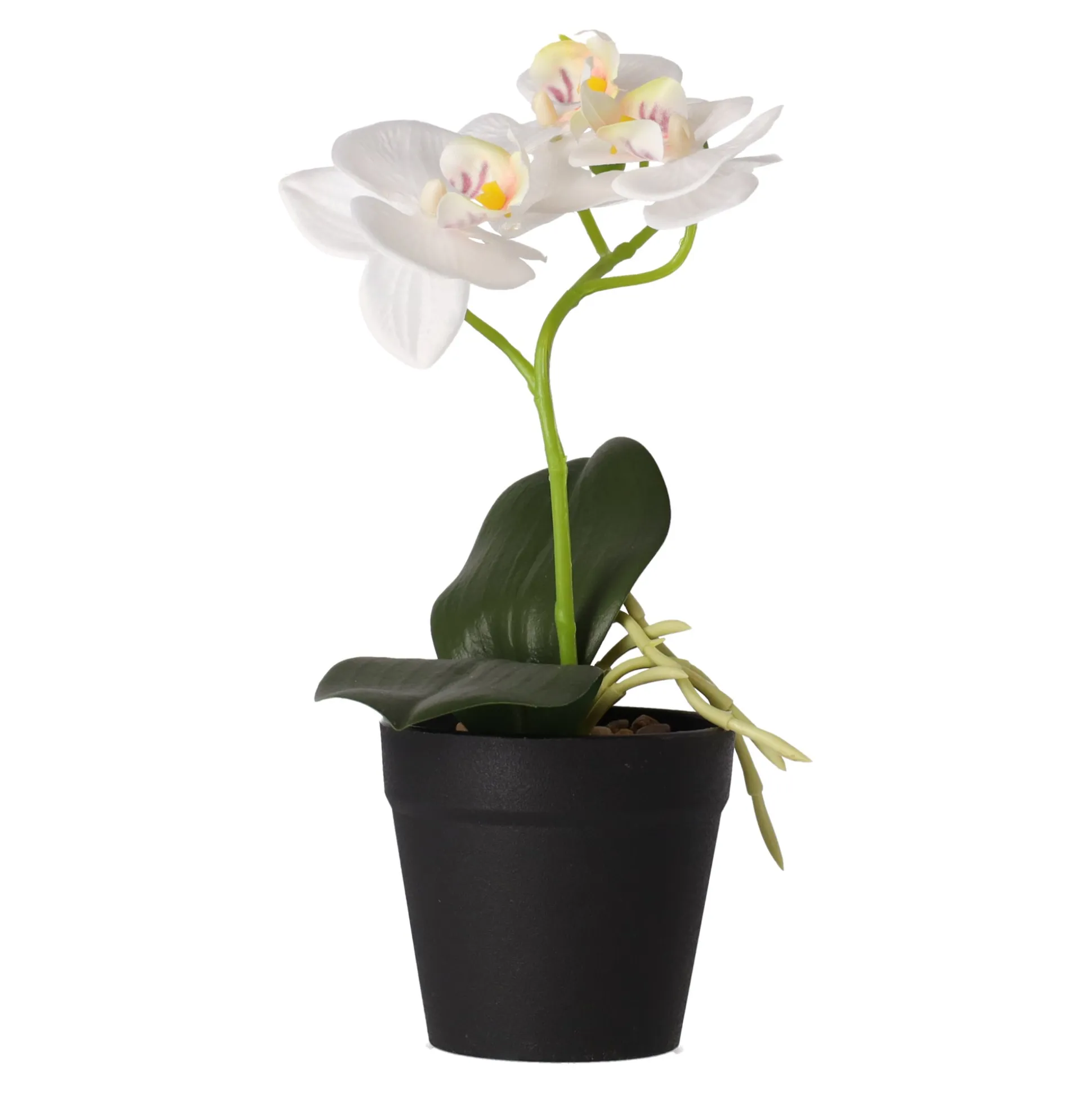 Phalaenopsis in pot wit 25 x 15 cm