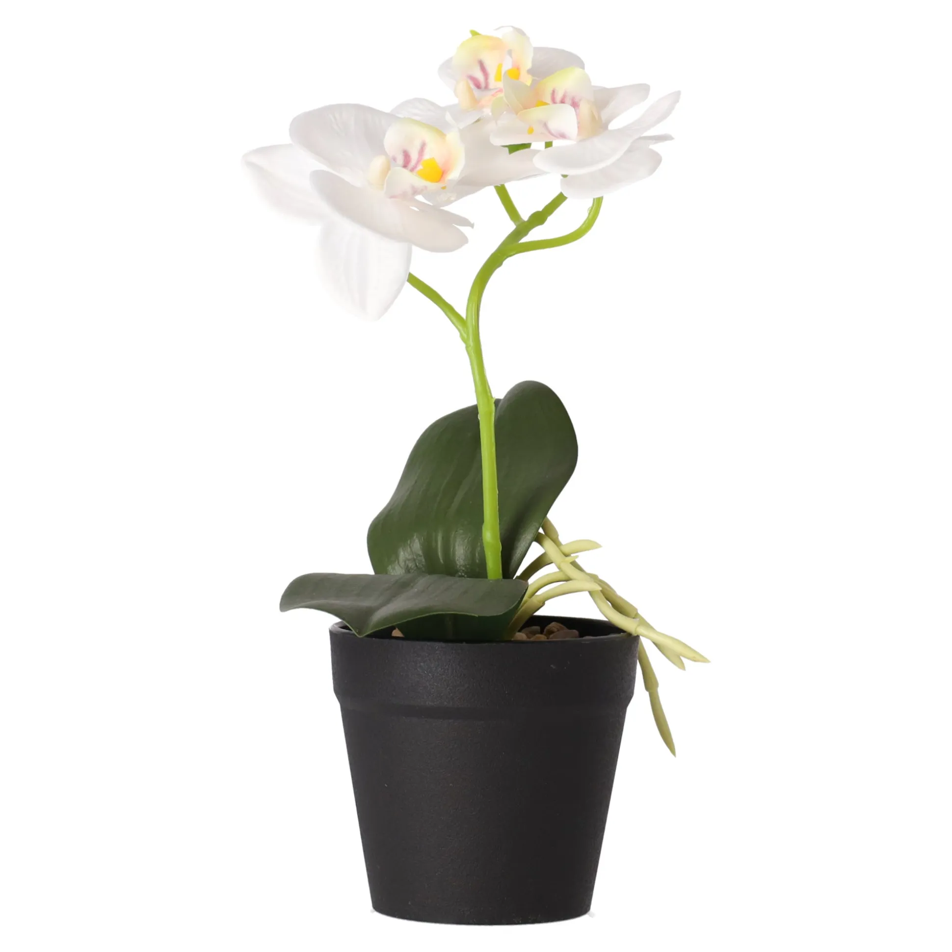 Phalaenopsis in pot wit 25 x 15 cm
