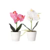 Phalaenopsis in pot wit, roze en perzik, 3 assorti