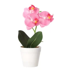 Phalaenopsis in pot wit, roze en perzik, 3 assorti