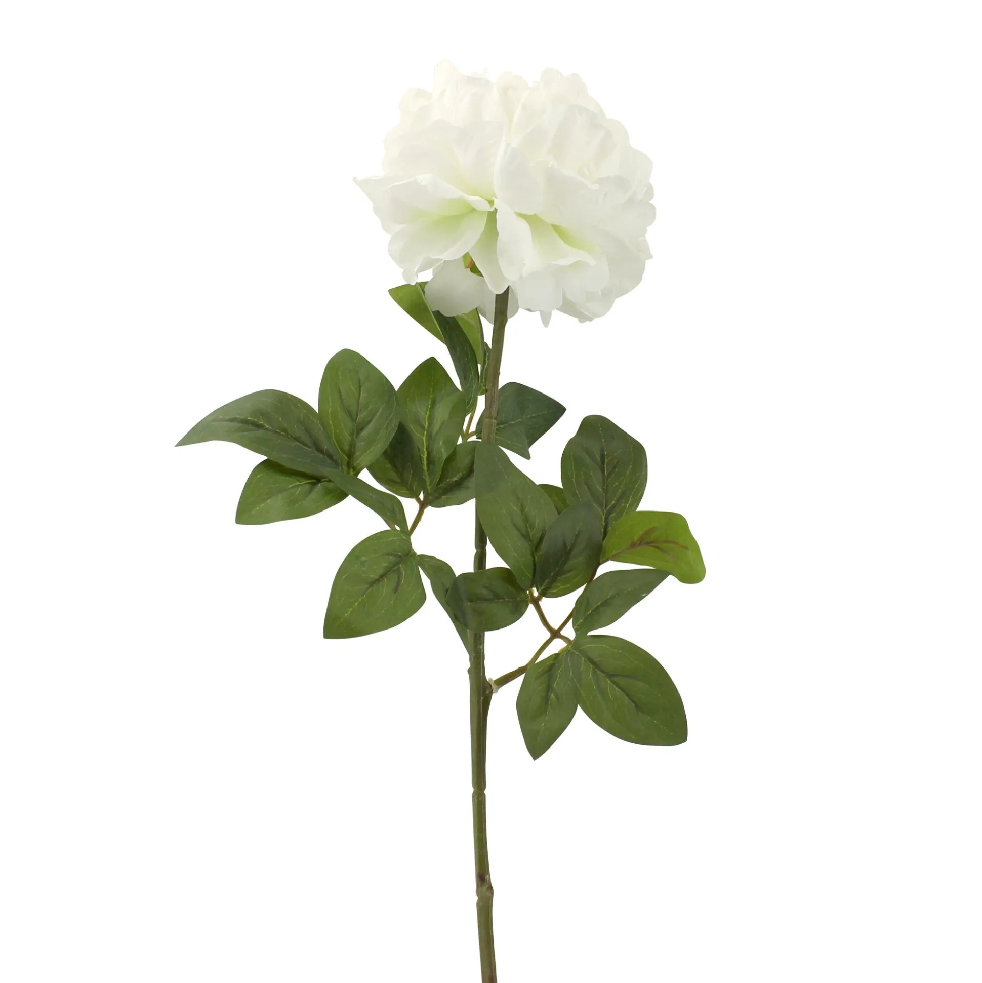 Pioen creme 72 cm