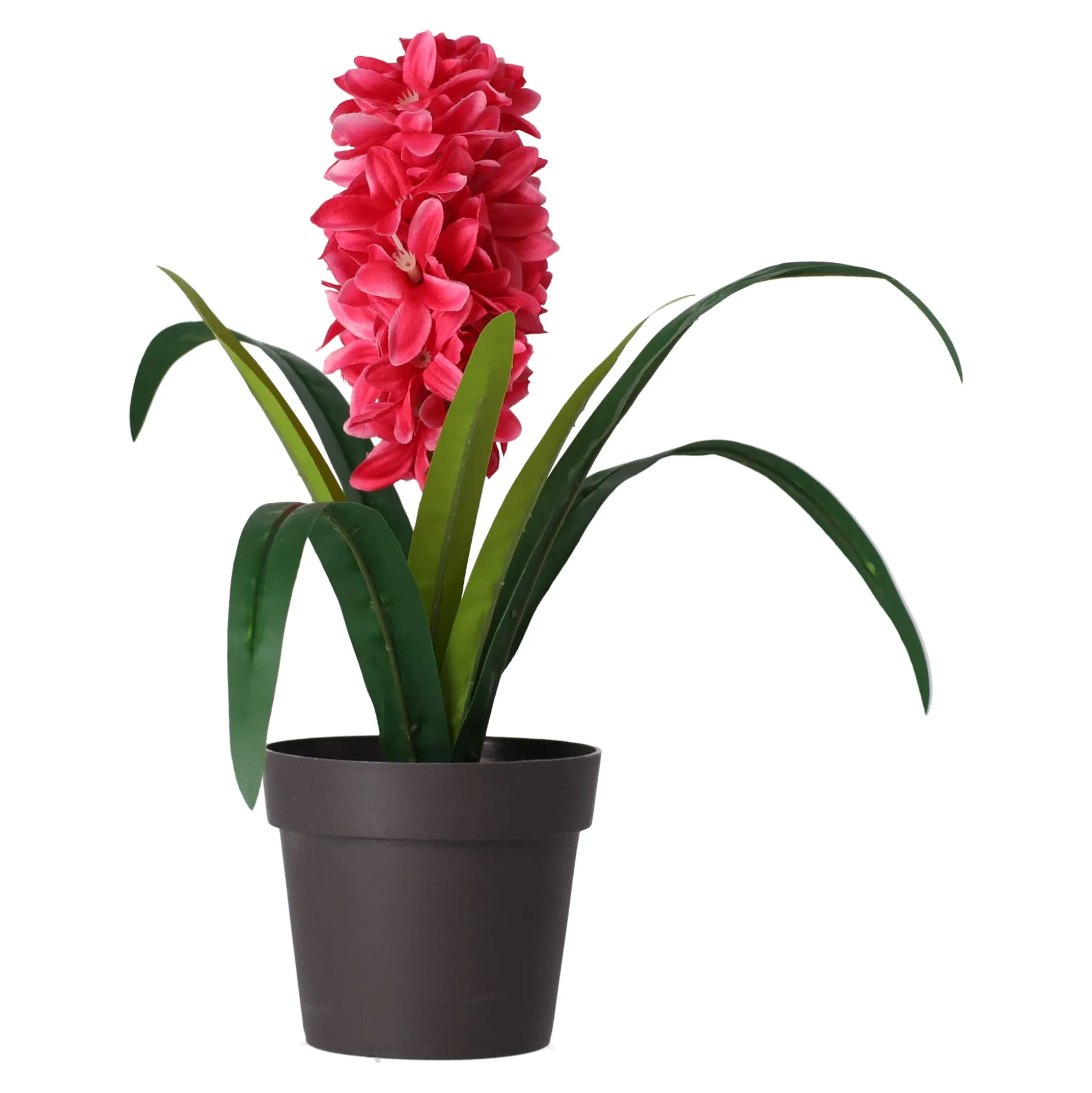 Plant C 4 assorti