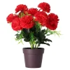 Plant M assorti