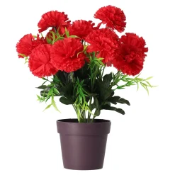 Plant M assorti