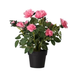 Plant met roos, 3 assorti