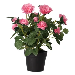 Plant met roos, 3 assorti