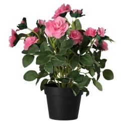 Plant met roos, 3 assorti