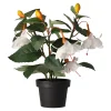 Plant O 4 assorti