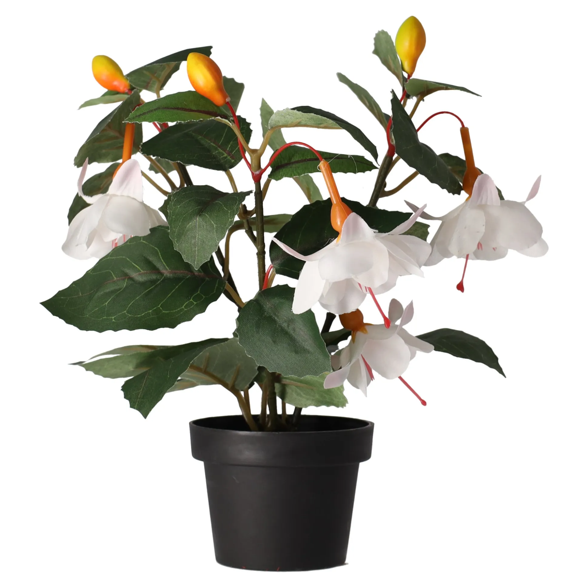 Plant O 4 assorti