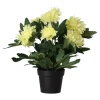 Plant P 4 assorti