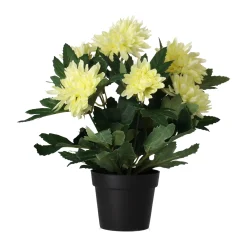 Plant P 4 assorti