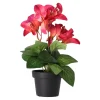 Plant Q 12 assorti