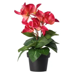 Plant Q 12 assorti