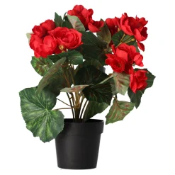 Plant R 4 assorti