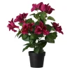 Plant V 4 assorti