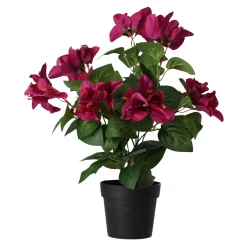 Plant V 4 assorti