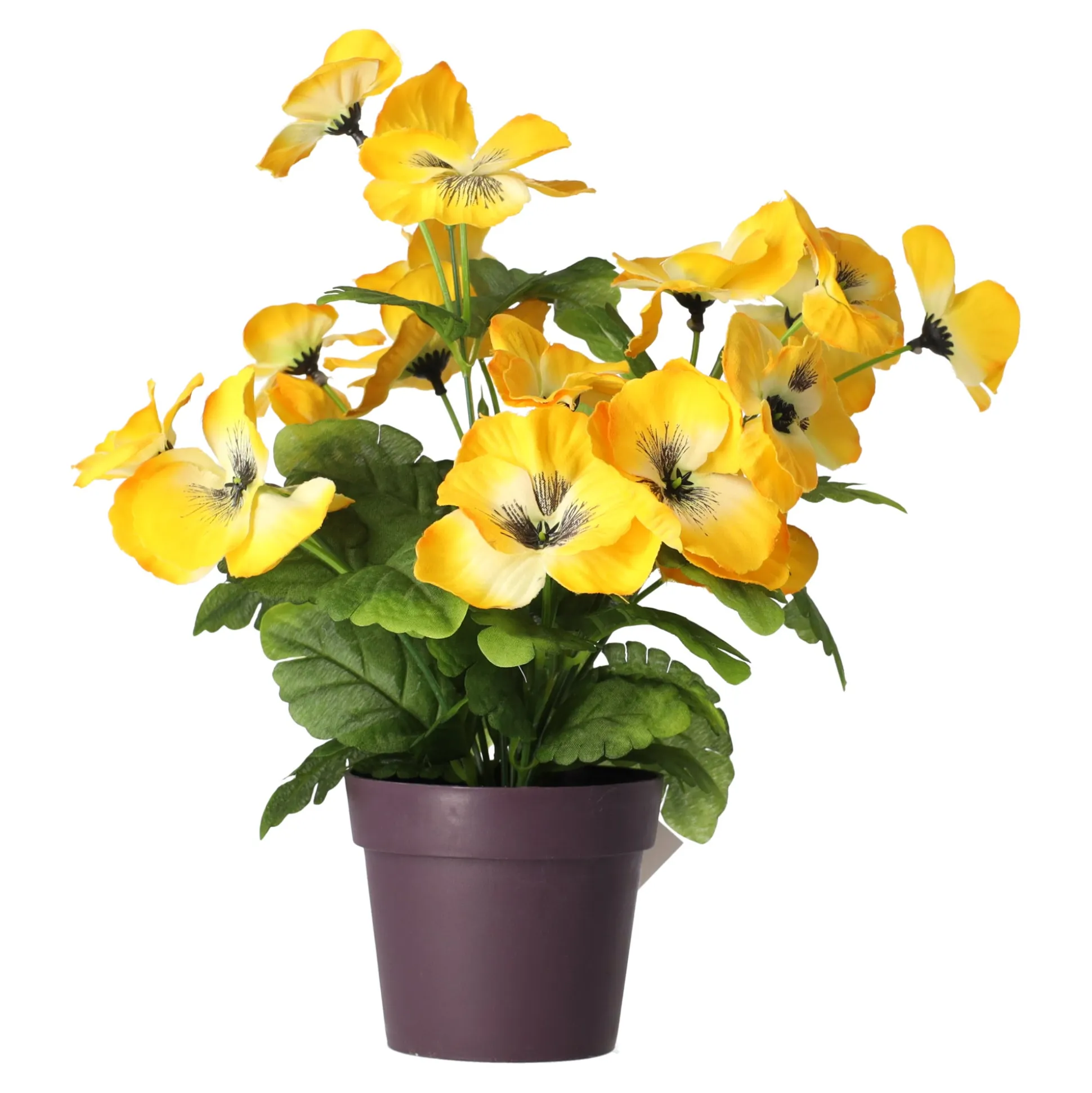 Plant viooltjes 4 assorti