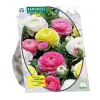 Ranonkel Pastel mix per 15